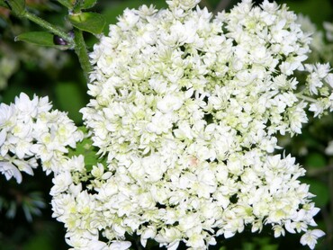 Гортензия древовидная Хейс Старберст (Hydrangea arborescens 'Hayes Starburst')