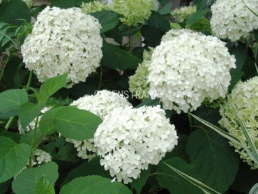 Гортензия древовидная Хиллс оф Сноу (Hydrangea arborescens 'Hill's of Snow')