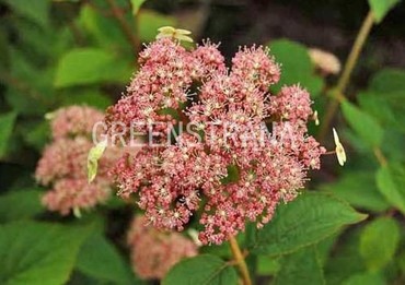 Гортензия древовидная Пинк Перкуссион (Hydrangea arborescens 'Pink Percussion')