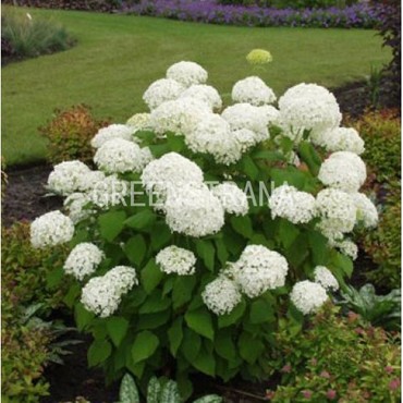 Гортензия древовидная Стронг Анабель (Hydrangea arborescens 'Strong Annabelle')