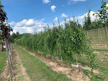 Береза повислая Юнги (Betula pendula 'Youngii')