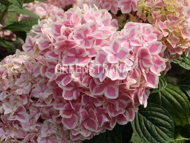Гортензия древовидная Уайт Болл (Hydrangea arborescens 'White Ball')