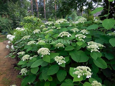 Гортензия древовидная Уайт Дом (Hydrangea arborescens 'White Dome')