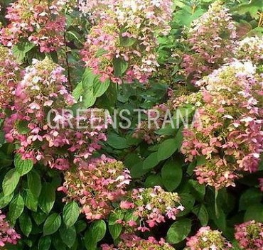 Гортензия метельчатая Энджелс Блаш (Hydrangea paniculata 'Angels Blush')