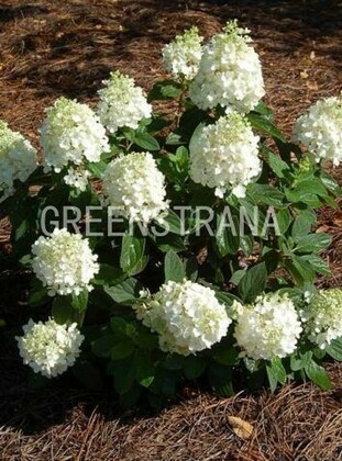 Гортензия метельчатая Бэби Лейс (Hydrangea paniculata 'Baby Lace')