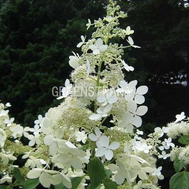 Гортензия метельчатая Брюссель Лейс (Hydrangea paniculata 'Brussels Lace')
