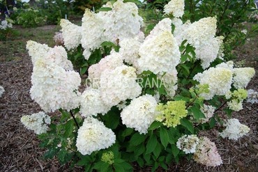 Гортензия метельчатая Дентель де Горрон (Hydrangea paniculata 'Dentelle de Gorron')