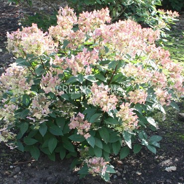 Гортензия метельчатая Эрли Сенсейшн (Hydrangea paniculata 'Early Sensation')