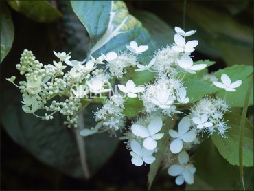 Гортензия метельчатая Флорибунда (Hydrangea paniculata 'Floribunda')