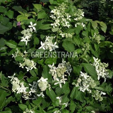 Гортензия метельчатая Грейт Стар (Hydrangea paniculata 'Great Star')