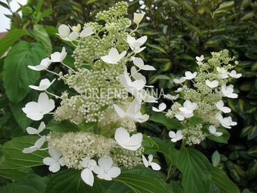 Гортензия метельчатая Папилон Бланк (Hydrangea paniculata 'Papillon Blanc')