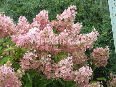 Гортензия метельчатая Пинк Леди (Hydrangea paniculata 'Pink Lady')