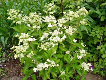 Гортензия метельчатая Прим Вайт (Hydrangea paniculata 'Prim White')