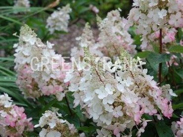 Гортензия метельчатая Селекшн (Hydrangea paniculata 'Selection')