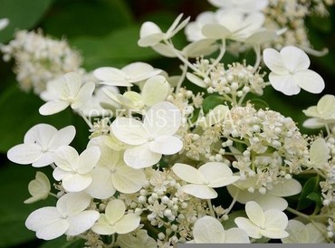 Гортензия метельчатая Спарклинг (Hydrangea paniculata 'Sparkling')