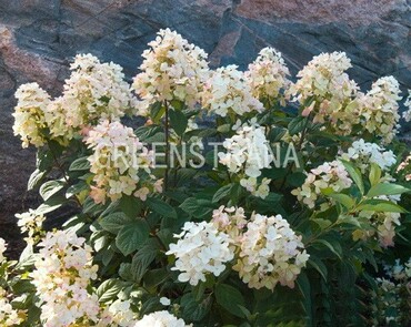 Гортензия метельчатая Тиклд Пинк (Hydrangea paniculata 'Tickled Pink')