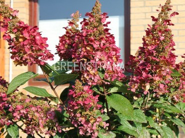 Гортензия метельчатая Вимс Ред (Hydrangea paniculata 'Wim's Red')