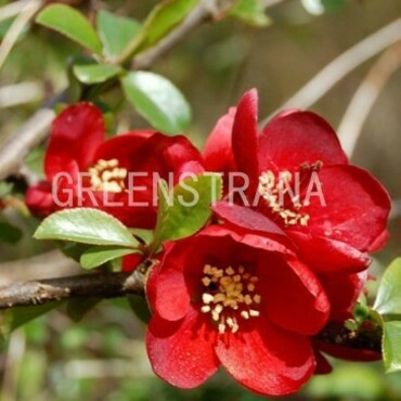 Айва великолепная Кримсон энд Голд (Chaenomeles x superba 'Crimson and Gold')
