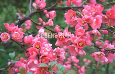 Айва великолепная Пинк Леди (Chaenomeles x superba 'Pink Lady')
