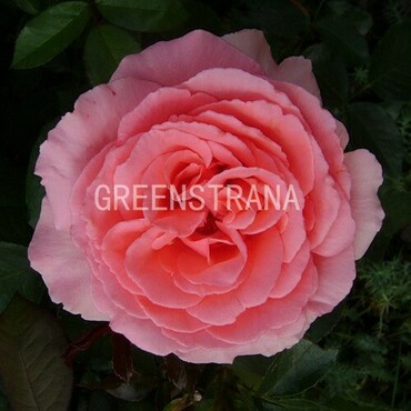 Роза флорибунда Том Том (Rosa 'Tom Tom')