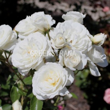 Роза флорибунда Вайт Валей (Rosa 'White Valley')