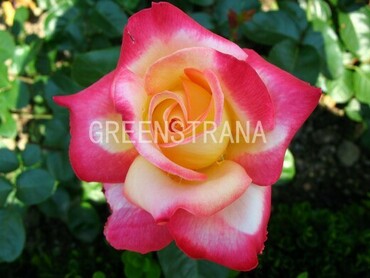 Роза чайно-гибридная Биколет