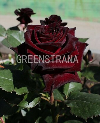 Роза чайно-гибридная Блэк Баккара (Rosa 'Black Baccara')