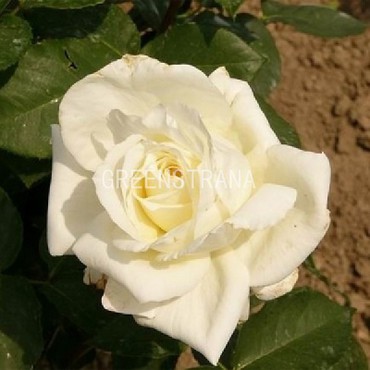 Роза чайно-гибридная Вайт Викенд (Rosa 'White Weekend')