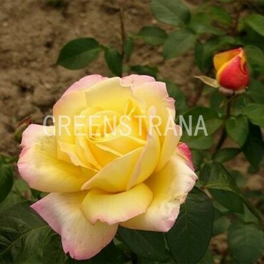 Роза чайно-гибридная Голден Лидер (Rosa 'Golden Leader')