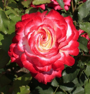 Роза чайно-гибридная Дабл Делайт (Rosa 'Double Delight')