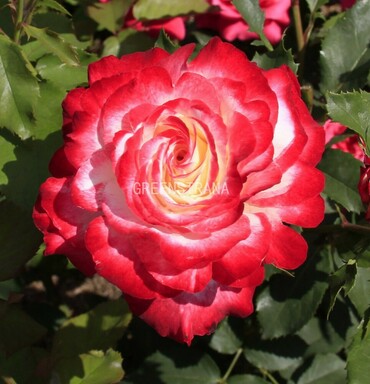 Роза чайно-гибридная Дабл Делайт