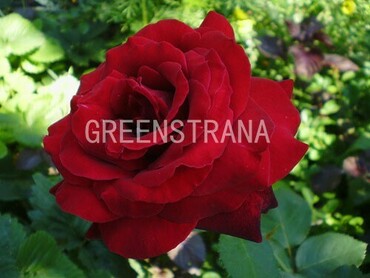 Роза чайно-гибридная Дам де Кер (Rosa 'Dame de Coeur')