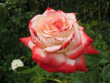 Роза чайно-гибридная Императрица Фарах (Rosa 'Imperatrice Farah')