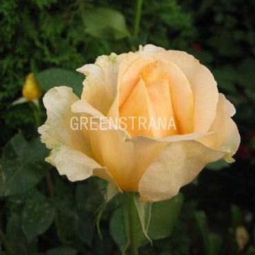 Роза чайно-гибридная Казанова (Rosa 'Casanova')