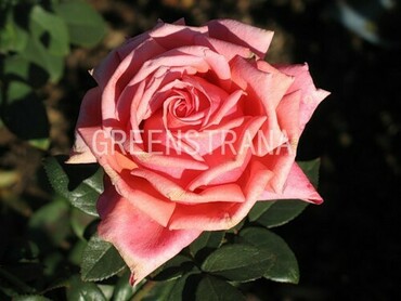 Роза чайно-гибридная Квин оф Бермуда (Rosa 'Queen of Bermuda')