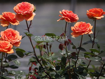 Роза чайно-гибридная Консул (Rosa 'Consul')