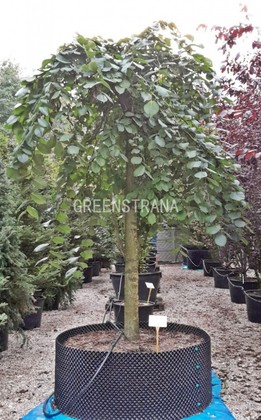 Вяз шершавый Кампердауни (Ulmus glabra 'Camperdownii')