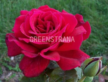 Роза чайно-гибридная Крайслер Империал (Rosa 'Chrysler Imperial')