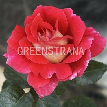 Роза чайно-гибридная Кроненбург (Rosa 'Kronenbourg')