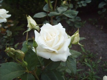 Роза чайно-гибридная Ленип