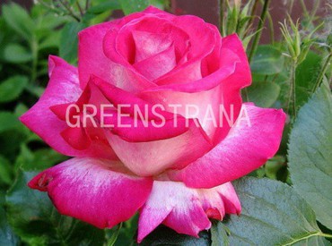 Роза чайно-гибридная Роза Гожар (Rosa 'Rose Gaujard')