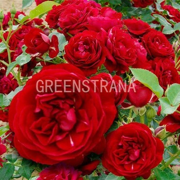 Роза канадская парковая Джон Франклин (Rosa 'John Franklin')