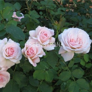 Роза канадская парковая Модэн Блаш (Rosa 'Morden Blush')