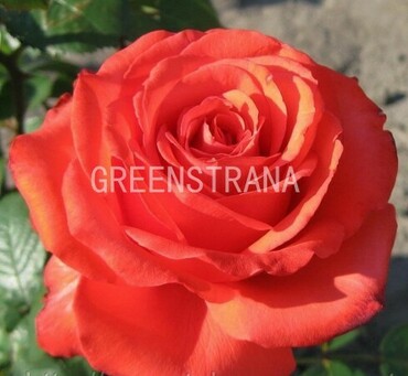 Роза чайно-гибридная Танор Стар (Rosa 'Tanor Star')