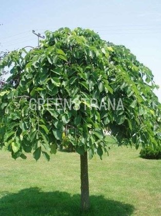 Вяз шершавый Пендула (Ulmus glabra 'Pendula')