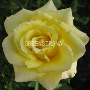 Роза чайно-гибридная Цитрон