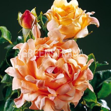 Роза флорибунда Раффлс Дрим (Rosa 'Ruffles Dream')