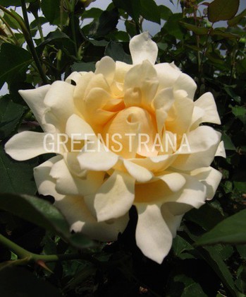 Роза флорибунда Раффлс Квин (Rosa 'Ruffles Queen')