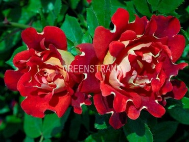 Роза флорибунда Раффлс Пассион (Rosa 'Ruffles Passion')