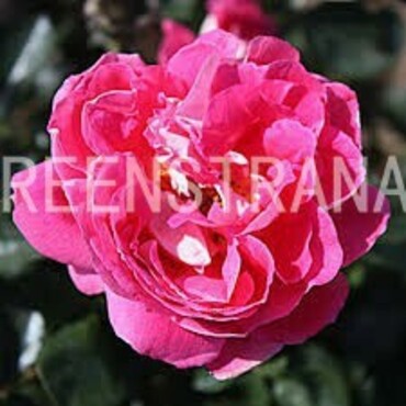 Роза флорибунда Романтик Раффлс (Rosa 'Romantic Ruffles')